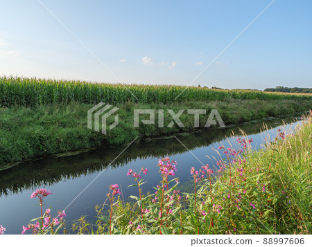 The river Aa in the german Westphalia The river Aa in the german Westphalia 88997606
