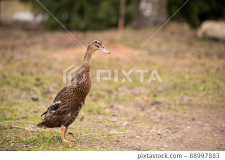 Brown goose portait on nature outdoor outside 88997883