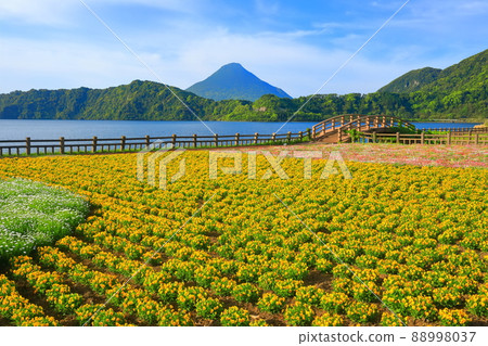 [Kagoshima Prefecture] Flower fields and Kaimondake volcano under sunny weather (Ibusuki) 88998037