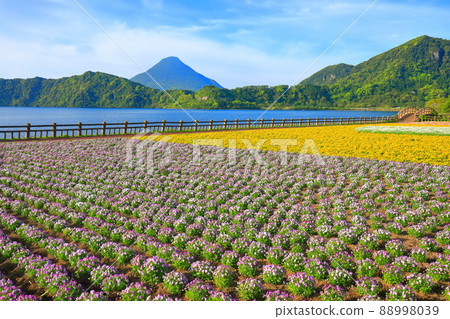 [Kagoshima Prefecture] Flower fields and Kaimondake volcano under sunny weather (Ibusuki) 88998039