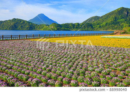 [Kagoshima Prefecture] Flower fields and Kaimondake volcano under sunny weather (Ibusuki) 88998040