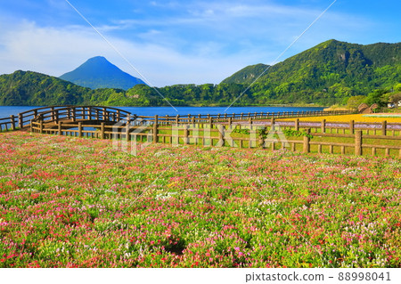[Kagoshima Prefecture] Flower fields and Kaimondake volcano under sunny weather (Ibusuki) 88998041