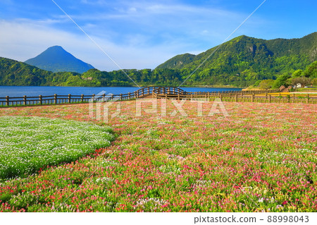 [Kagoshima Prefecture] Flower fields and Kaimondake volcano under sunny weather (Ibusuki) 88998043