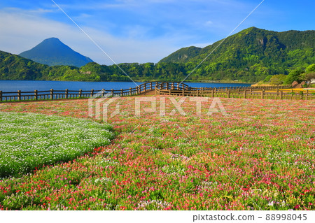 [鹿兒島縣]晴天下的花田和開聞岳火山（指宿） 88998045