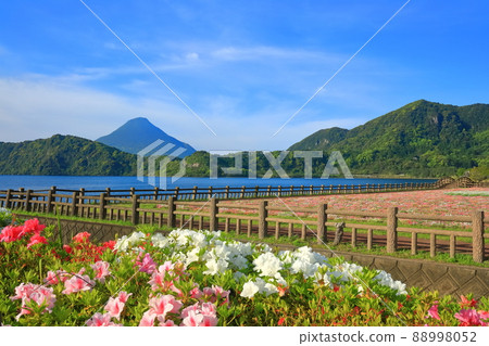 [Kagoshima Prefecture] Flower fields and Kaimondake volcano under sunny weather (Ibusuki) 88998052