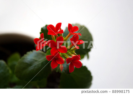 Kalanchoe blossfeldiana succulent plant in bloom with small red flowers close-up Kalanchoe blossfeldiana succulent plant in bloom with small red flowers close-up 88998175
