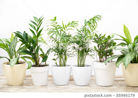 House plants in a stylish interior of a room at home in pots. The concept of home gardening. Cozy decor for a home with a home jungle. Green garden 88998179