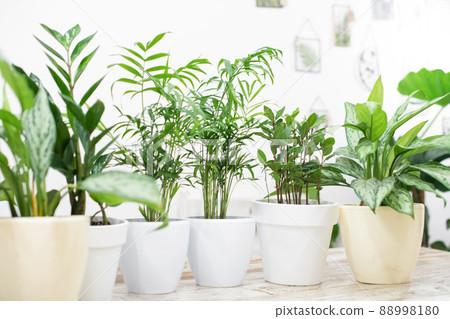 House plants in a stylish interior of a room at home in pots. The concept of home gardening. Cozy decor for a home with a home jungle. Green garden 88998180