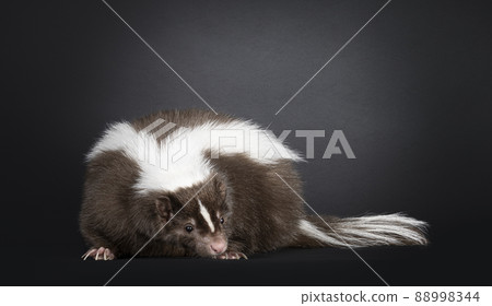 Brown skunk on black background Brown skunk on black background 88998344