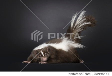 Brown skunk on black background Brown skunk on black background 88998345