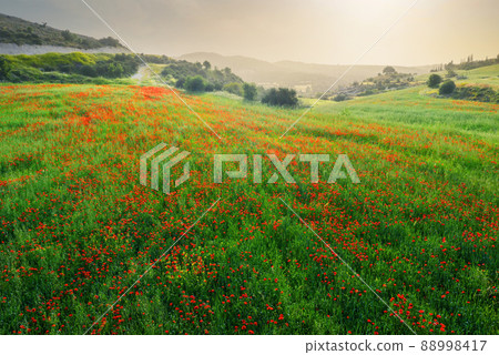 Wild poppies in field of green wheat at dusk. Spring Cyprus countryside landscape Wild poppies in field of green wheat at dusk. Spring Cyprus countryside landscape 88998417