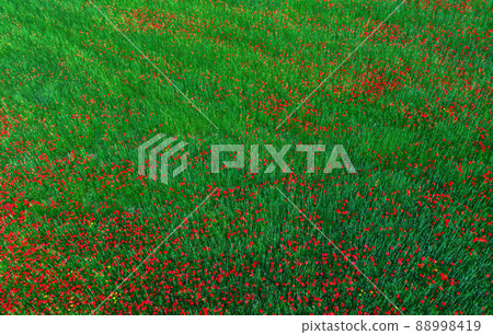 Poppy flowers in green crops field, aerial view, abstract nature background Poppy flowers in green crops field, aerial view, abstract nature background 88998419