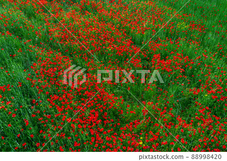 Poppy field top view. Grass and flowers abstract nature background Poppy field top view. Grass and flowers abstract nature background 88998420