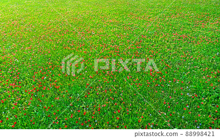 Field of wildflower tulips, vier from above, natural abstract background Field of wildflower tulips, vier from above, natural abstract background 88998421