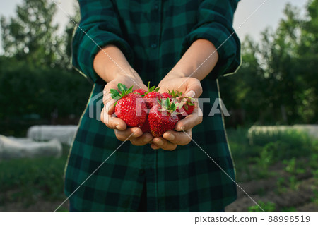 Fresh strawberries in woman hands. 88998519