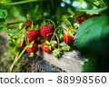 Ripe organic strawberry bush in the garden close up 88998560