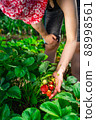 Woman farmer collects a harvest of ripe organic strawberries 88998561