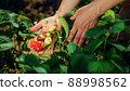 Farmer's hands picking organic strawberries from the bush close-up 88998562