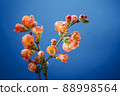 Japanese Quince Branch Blossoms in Spring 88998564