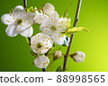 Cherry Branch with Blooming Flowers 88998565
