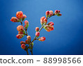 Japanese Quince Branch Blossoms in Spring 88998566