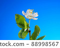 One Cherry Flower on a Blue Background 88998567