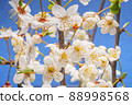 Cherry Branches with Blooming Flowers 88998568