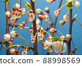 Cherry Branches with Buds Flowers 88998569