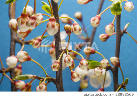 Cherry Branches with Buds Flowers 88998569