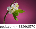 Plum Tree Branch with Two Blooming Flowers on Purple Background 88998570
