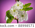 Plum Tree Branch with Blooming Flowers on Pink 88998571