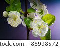 Plum Tree Branch with Blooming Flowers on Purple 88998572