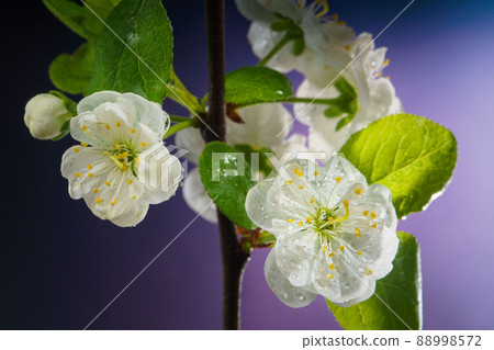 Plum Tree Branch with Blooming Flowers on Purple Plum Tree Branch with Blooming Flowers on Purple 88998572