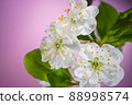 Plum Tree Blooming Flowers on Pink Close Up 88998574