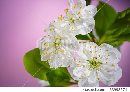 Plum Tree Blooming Flowers on Pink Close Up Plum Tree Blooming Flowers on Pink Close Up 88998574