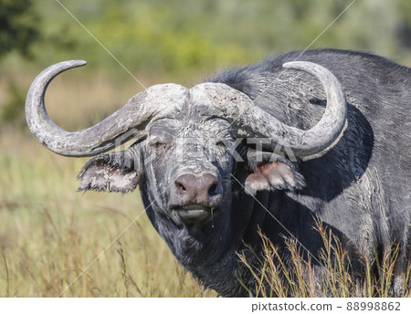 Black buffalo or Kaffir buffalo is the largest subspecies of the African buffalo. 88998862