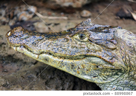 Wild predatory spectacled caiman from the alligator family. 88998867