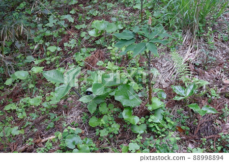 Arisaema ringens 和 Arisaema serrata 88998894