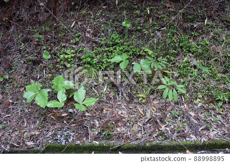 Arisaema ringens and Arisaema serrata 88998895