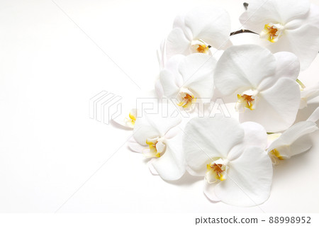 Phalaenopsis orchid on white background 88998952
