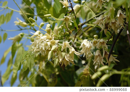 Mube flowers Mube flowers 88999088