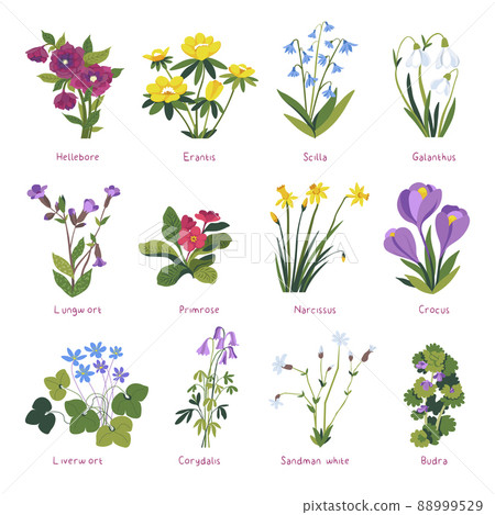 Spring flowers in blossom, primrose and crocus Spring flowers in blossom, primrose and crocus 88999529