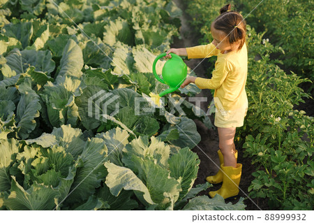 A girl is watering cabbage growing in the vegetable garden. Agricultural land with various plants and vegetable seedlings. A kid in yellow rubber boots helps at farmland. A girl is watering cabbage growing in the vegetable garden. Agricultural land with various plants and vegetable seedlings. A kid in yellow rubber boots helps at farmland. 88999932