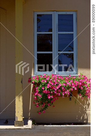 Petunia flowers blooming on the windowsill of a rural house in Southern France Petunia flowers blooming on the windowsill of a rural house in Southern France 89000099