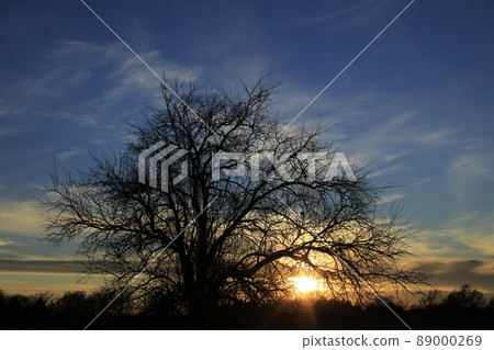 Colorful Kansas sky at Sunset with clouds and tree silhouettes out in the country 89000269