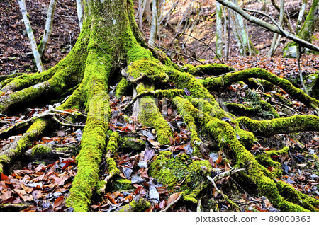Tanzawa's Azegamaru green rooted in the ground 89000363
