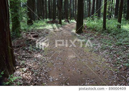 Promenade in the forest park 89000409