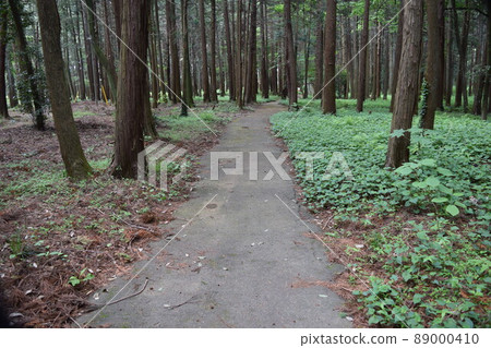 在森林公園的長廊 89000410