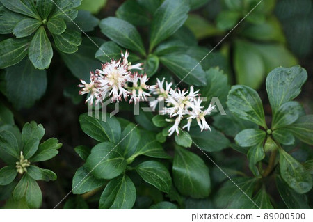 Pachysandra flowers that bloom surrounded by green leaves Pachysandra flowers that bloom surrounded by green leaves 89000500