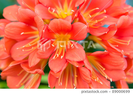 Kimiko's flower Kimiko's flower 89000699